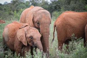 Roho und Maisha (c) Sheldrick Wildlife Trust