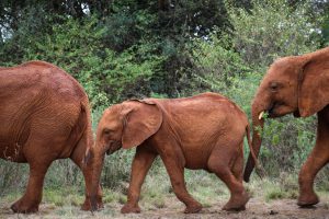Roho und Maisha (c) Sheldrick Wildlife Trust
