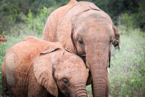 Roho und Maisha (c) Sheldrick Wildlife Trust