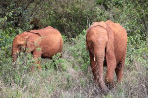 Roho und Maktao (c) Sheldrick Wildlife Trust