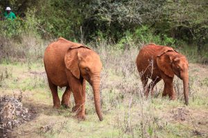 Roho und Olorien (c) Sheldrick Wildlife Trust