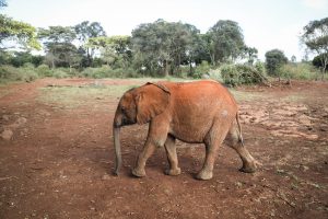 Ziwadi (c) Sheldrick Wildlife Trust