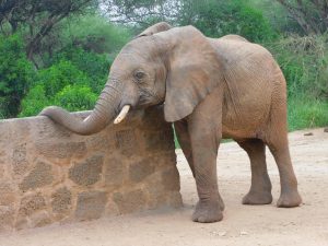 Alamaya kratzt sich an der Mauer (c) Sheldrick Wildlife Trust