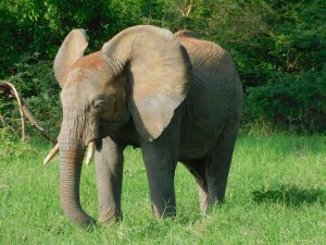Alamaya fühlt sich wohl dabei, Gras mit ihrem Rüssel zu zupfen (c) Sheldrick Wildlife Trust