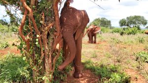Araba nach dem Baden (c) Sheldrick Wildlife Trust