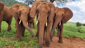 V.l.n.r.: Arruba, Ndotto und Rorogoi (c) Sheldrick Wildlife Trust
