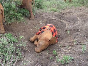 Bondeni (c) Sheldrick Wildlife Trust