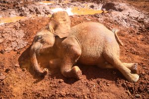 Bondeni rollt sich im Matsch (c) Sheldrick Wildlife Trust