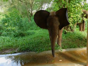 Enkesha säuft von der Wasserrinne (c) Sheldrick Wildlife Trust