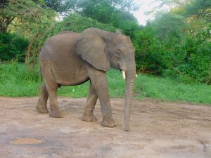 Faraja schlürft nach einer langen Nacht früh morgens müde ins Stallgelände (c) Sheldrick Wildlife Trust