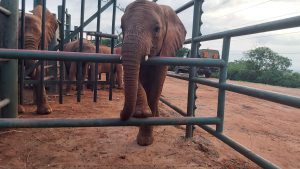 Godoma warten auf die Milch (c) Sheldrick Wildlife Trust