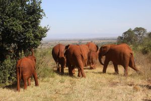 Die Waisen im Dezember (c) Sheldrick Wildlife Trust