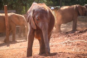 Kindandi (c) Sheldrick Wildlife Trust