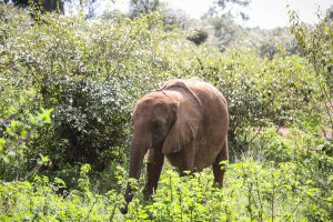 Kindani (c) Sheldrick Wildlife Trust