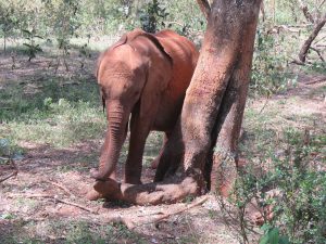 Kinyei (c) Sheldrick Wildlife Trust
