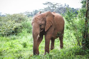 Kiombo (c) Sheldrick Wildlife Trust