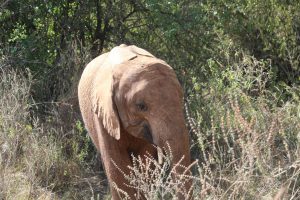 Maktao (c) Sheldrick Wildlife Trust
