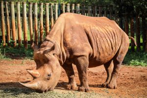 Maxwell (c) Sheldrick Wildlife Trust