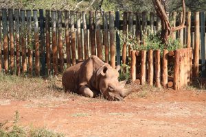 Maxwell (c) Sheldrick Wildlife Trust