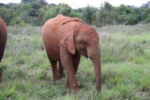 Mukkoka (c) Sheldrick Wildlife Trust