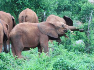 Murit streckt sich nach mehr Grün (c) Sheldrick Wildlife Trust