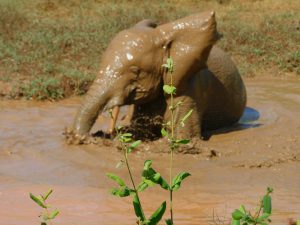 Mwashoti in der Suhle (c) Sheldrick Wildlife Trust