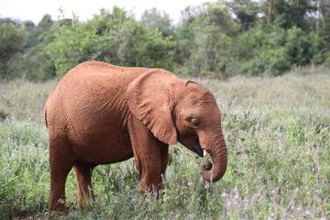 Naboishu (c) Sheldrick Wildlife Trust