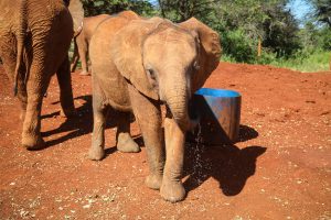 Naleku (c) Sheldrick Wildlife Trust