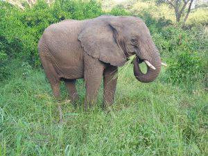 Ngasha hat das Maul voll Gras (c) Sheldrick Wildlife Trust