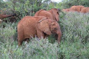 Olorien (c) Sheldrick Wildlife Trust