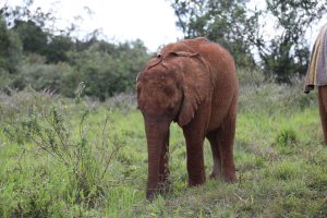 Olorien (c) Sheldrick Wildlife Trust