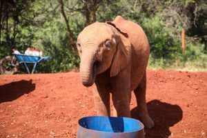 Roho (c) Sheldrick Wildlife Trust