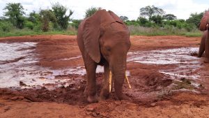 Suswa (c) Sheldrick Wildlife Trust