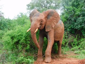 Barsilinga (c) Sheldrick Wildlife Trust