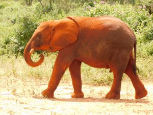 Dololo (c) Sheldrick Wildlife Trust