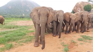 Die Ex-Waisen (c) Sheldrick Wildlife Trust