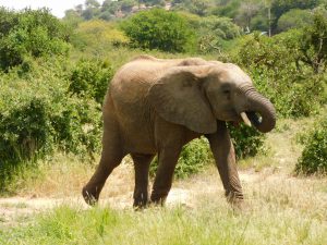 Galla (c) Sheldrick Wildlife Trust