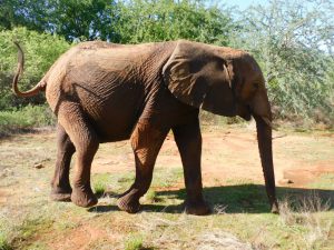 Kamok (c) Sheldrick Wildlife Trust