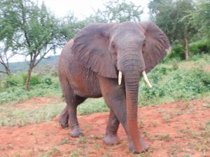 Kitirua (c) Sheldrick Wildlife Trust