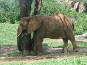 Lenana (c) Sheldrick Wildlife Trust