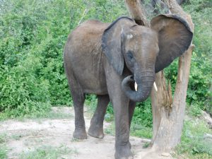 Malkia beim Kratzen (c) Sheldrick Wildlife Trust