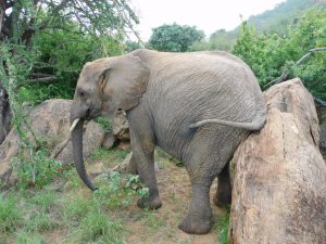 Mapia beim Schubbern (c) Sheldrick Wildlife Trust