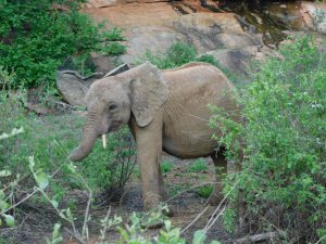 Ambo beim Fressen (c) Sheldrick Wildlife Trust