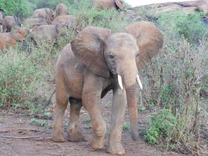 Barsilinga (c) Sheldrick Wildlife Trust