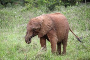 Bodeni (c) Sheldrick Wildlife Trust