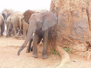 Embu beim Schubbern (c) Sheldrick Wildlife Trust