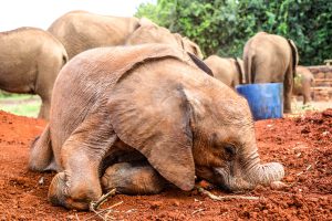 Kinyei (c) Sheldrick Wildlife Trust