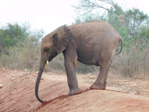 Musiera (c) Sheldrick Wildlife Trust