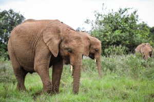 Nabulu und Maisha (c) Sheldrick Wildlife Trust