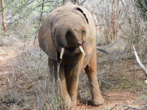 Ndololo (c) Sheldrick Wildlife Trust
